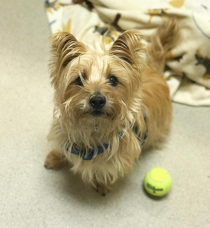 terrier mix for adoption near me